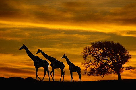 Business & First Class Flights to Africa